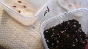 Адениумы. Посев семян.