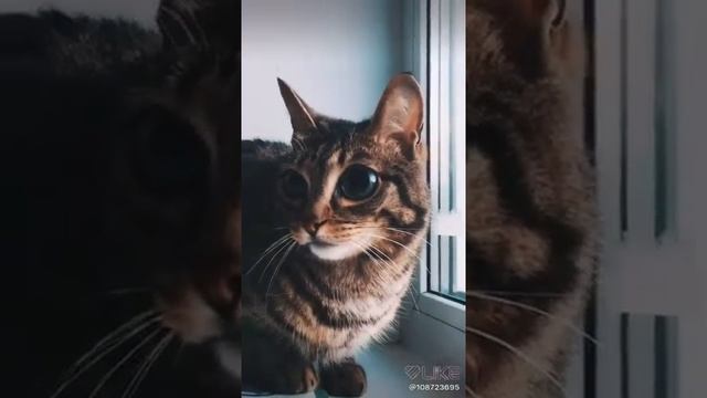 Кот с большими глазами смотреть онлайн