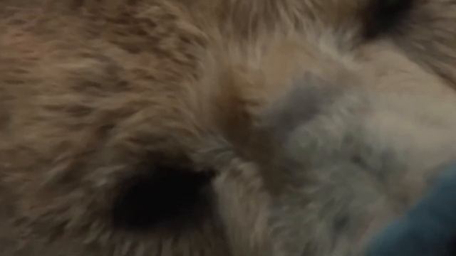 Man suffers accident and falls to the ground. Bear hears his moans and does the unexpected! смотреть онлайн