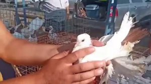 сельские голуби.11 07 2021г ярмарка голубей г Ставрополь, авторынок.