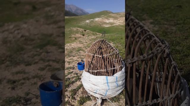 овози мода кабки шикори андарак 2020 г. смотреть онлайн