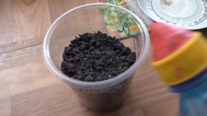 Выращивание дерезы (ягода годжи) из семян, практический опыт.