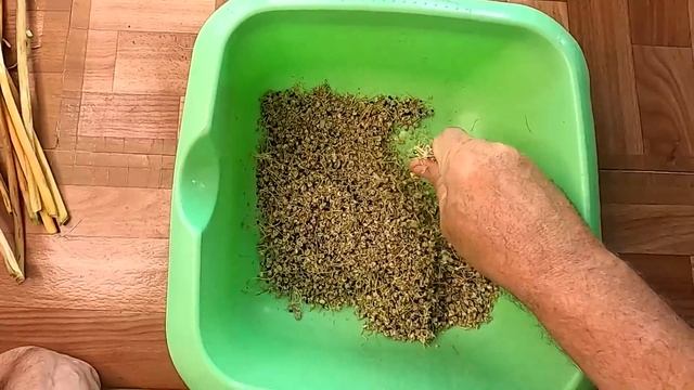 Извлекаю семена лука чернушку из семенных коробочек
