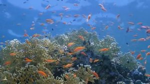 Музыка для Работы и Учебы*Фоновая музыка для концентрации