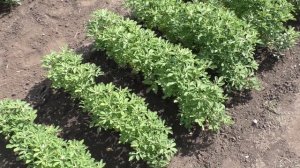 Пажитник на моем огороде начал цвести