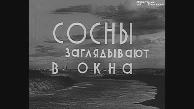 Сосны заглядывают в окна. Новополоцк. (1968)