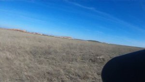 Английский сеттер Карамель, хорошая работа по паре. Крым март 2015