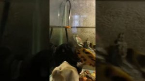 Федя ест гамарус