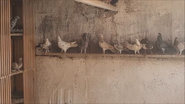 В гостях у Алексея, город Элиста. Часть 1, бойные голуби " широкохвостые".8961-398-21-09.