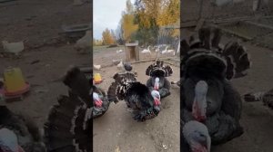 Як на хуторе мы писки дрочували (ансамбль улюлюка и пляски Общества индюков Захарьинского колхоза)