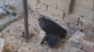 27 09 2023 года.Обзор моих голубей. 8 988 104 82 52.