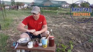 Прививаю виноград ( Ранний Палыча, Дынька, Карнавал, Олимп , к-ш Гелиодор, Ромбик)