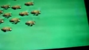 букашки слишком шустрый