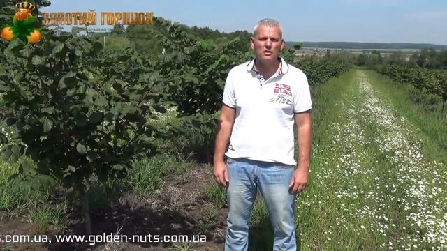 Фундук.День "Золотого горішка"-2017 смотреть онлайн