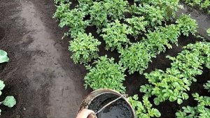 Первая подкормка огурцов и дынь куриным пометом
