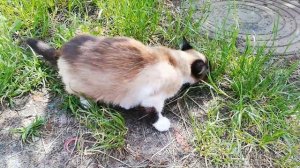 Побег Мышки От Играющей С Ней Кошки