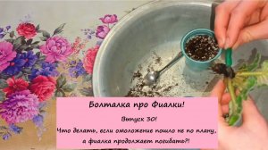 Болталка про Фиалки! Выпуск 30: Омоложение не получается, а фиалка продолжает погибать! Что делать?!