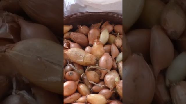 Купил семена лука чернушку сорта Халцедон
