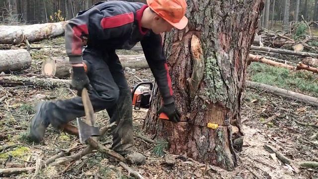 Валка леса /// Валка сухого дерево с применениям коштура ///