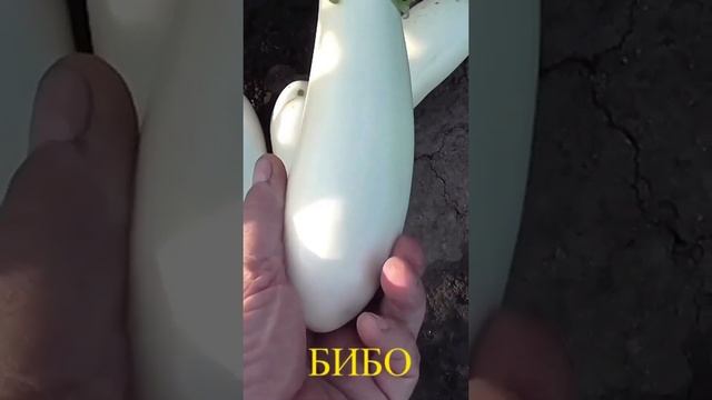 Какие стаканчики выбрать для рассады баклажанов