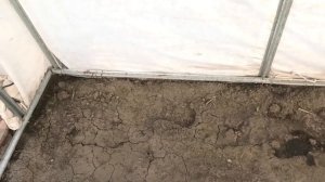 Пересаживаю огурцы на другое место