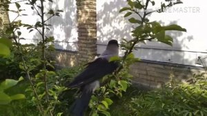 Воронёнок учится летать