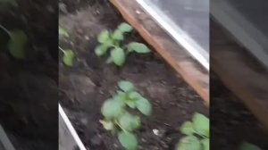 73🍅🌶Посадка томатов и перцев в теплицу