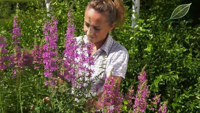 Byliny, krwawnica - bardzo wytrzymała bylina do ogrodu i na taras смотреть онлайн