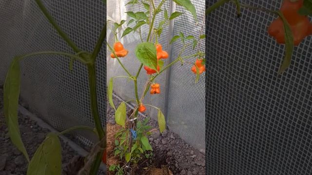 🌶Перец Колокольчик!Совсем не острый...🤔🙄#влогдомохозяйки #жизньвдеревне