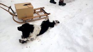 Щенок РЭЙ прикалывается ,Ездит пузом по снегу ЮМОР.