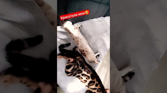 #бенгальскаякошка #бенгальскиекотята #бенгальскийкот #бенгал #бенгальская