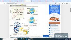 Аллостерическая регуляция