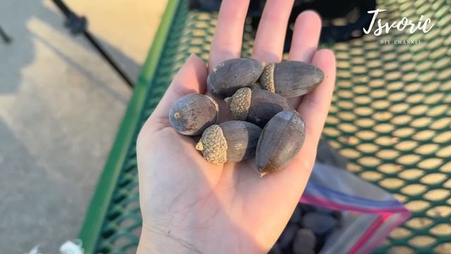 Огромные жёлуди и кто их в итоге грызёт / Недельный влог /  DIY TSVORIC смотреть онлайн