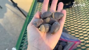 Огромные жёлуди и кто их в итоге грызёт / Недельный влог /  DIY TSVORIC