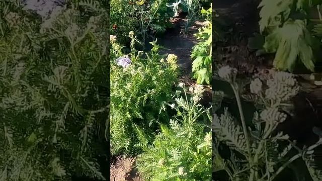 Уход за тысячелистником в открытом грунте