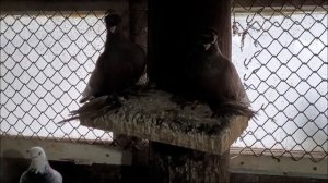 Сельские голуби. 12 02 2022 г.Новоукраинская малоносые голуби Виктора.