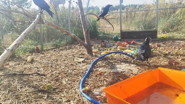 Ворон Археолог, который перекопал огород у бабушки