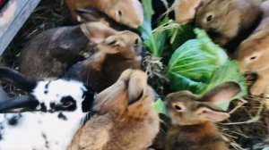 Bunnies eating cabbage || Зайцы едят капусту #cute #мило #viral #bunny #кролики #subscribe