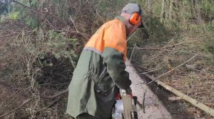 Правильная валка дерева бензопилой Stihl MS 361