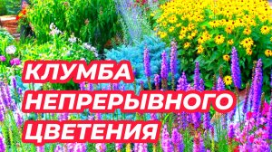 КЛУМБА НЕПРЕРЫВНОГО ЦВЕТЕНИЯ из многолетников / Елена Мир семян и цветов