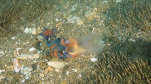 сальпы! Salpida (2023)