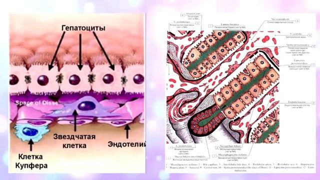 Печінка. Гістологічна будова