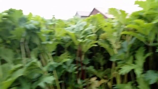 Как бороться с Борщивиком Сосновского_.mp4 смотреть онлайн