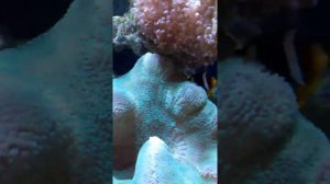 Морской аквариум 6 месяцев. Кларка и ковровая актиния
