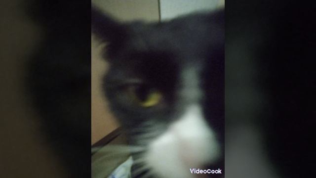 кошка спит👌
