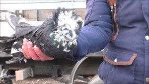 Сельские голуби. 29 01 2023 г, часть 2 г Кропоткин птичий рынок, ярмарка голубей декоративных птиц.