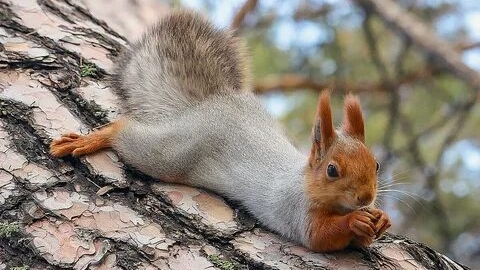 Звуки леса слушать, звуки природы, пение птиц. смотреть онлайн