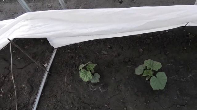 Как выращиваю огурцы в открытом грунте