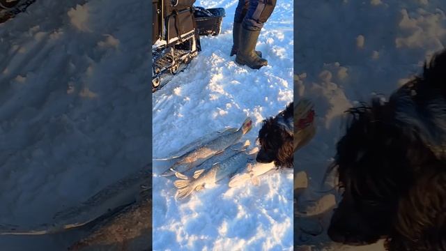 Собака чистит рыбу на рыбалке.