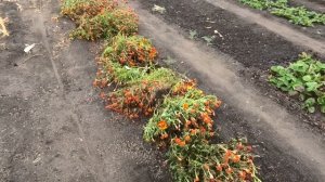 Укрыл клубнику на зиму ботвой бархатцев